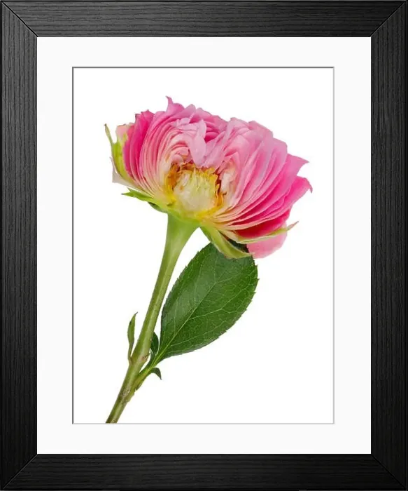 Framed Print : Inner vertical cut of spring Easter bud of a pink rose flower Framed Print : Inner vertical cut of spring Easter bud of a pink rose flower
