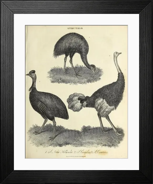 Framed Print : Struthio [Type genus of the Struthionidae Framed Print : Struthio [Type genus of the Struthionidae