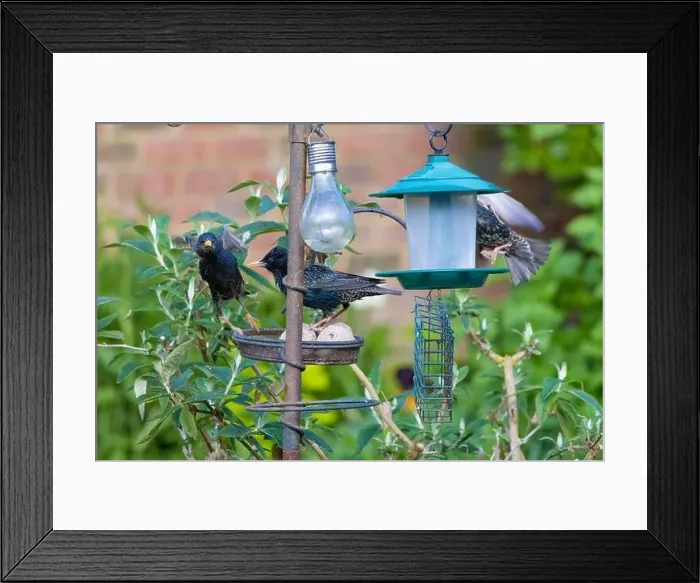 Framed Print : Ashford, Kent, UK. 10th May, 2023 Framed Print : Ashford, Kent, UK. 10th May, 2023