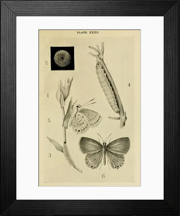Framed Print : Indian insect life (Plate XXXII) Framed Print : Indian insect life (Plate XXXII)