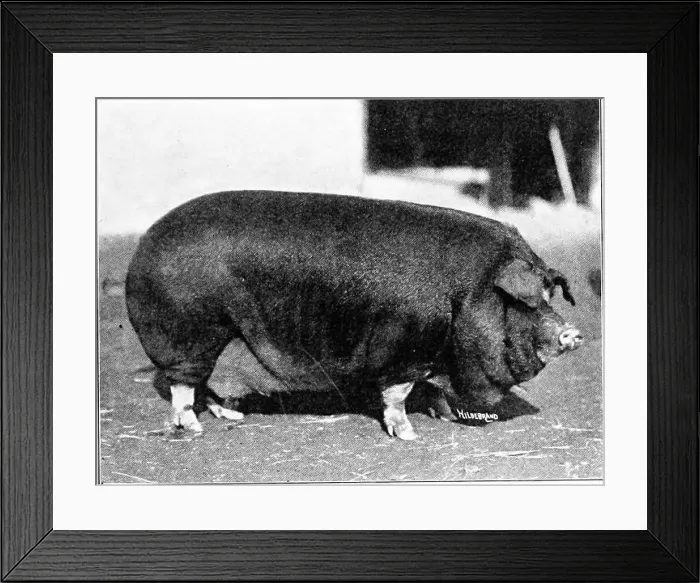 Framed Print : Productive swine husbandry. Swine Framed Print : Productive swine husbandry. Swine