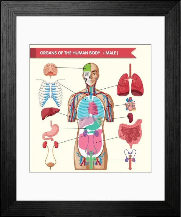 Framed Print : Chart showing organs of human body illustration Framed Print : Chart showing organs of human body illustration