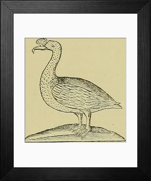 Framed Print : El Hornero. Birds. i9i8J J53 LA ORNITOLOGÍA FANTÁSTICA DE LOS CONQUISTADORES ANÍBAL CARDOSO IPECATI A P O A Framed Print : El Hornero. Birds. i9i8J J53 LA ORNITOLOGÍA FANTÁSTICA DE LOS CONQUISTADORES ANÍBAL CARDOSO IPECATI A P O A