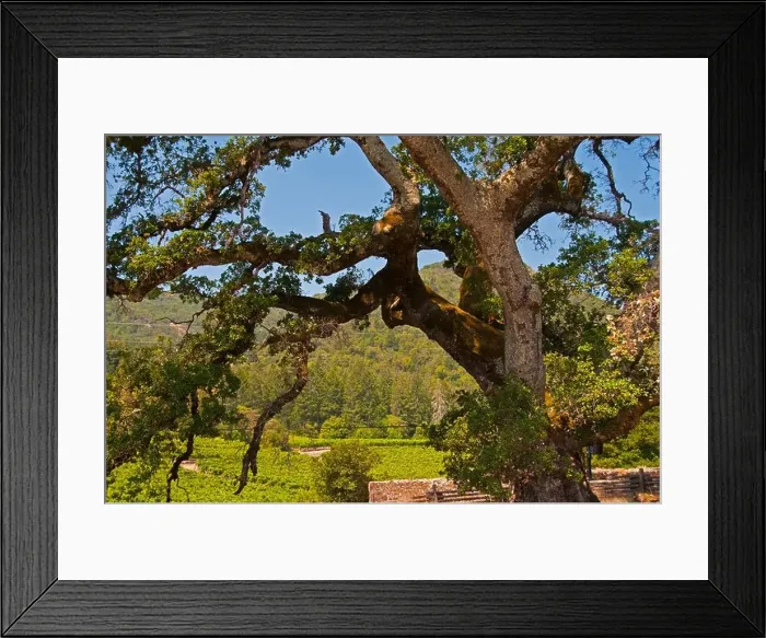 Framed Print : California Live Oak tree adjacent to the London cottage, Jack London State Historic Park, Glen Ellen, California Framed Print : California Live Oak tree adjacent to the London cottage, Jack London State Historic Park, Glen Ellen, California