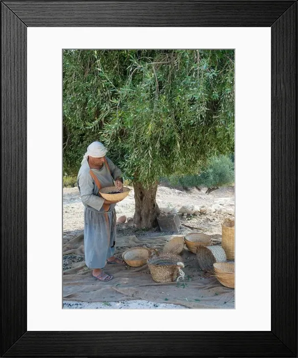 Framed Print : Palestinian farmer harvesting olive tree in Nazareth Village Framed Print : Palestinian farmer harvesting olive tree in Nazareth Village
