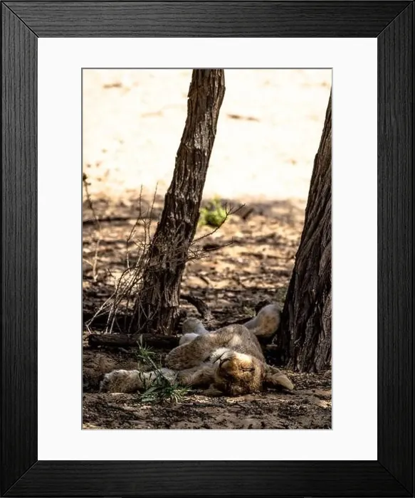 Framed Print : A sleeping lion cub in the shadow of a tree Framed Print : A sleeping lion cub in the shadow of a tree