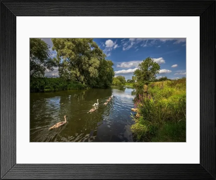 Framed Print : Swans and Signets on the River Avon at Pershore, Worcestershire, England Framed Print : Swans and Signets on the River Avon at Pershore, Worcestershire, England