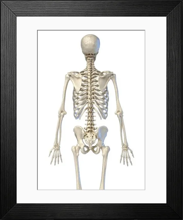 Framed Print : Human anatomy, 3 / 4 bone skeletal system. Back view. On white background. 3d illustration Framed Print : Human anatomy, 3 / 4 bone skeletal system. Back view. On white background. 3d illustration