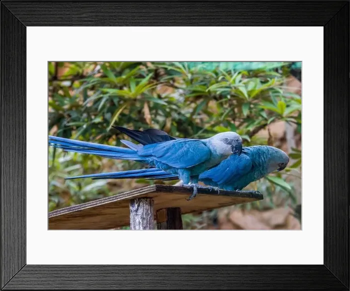 Framed Print : The Spix's macaw is a macaw native to Brazil Framed Print : The Spix's macaw is a macaw native to Brazil