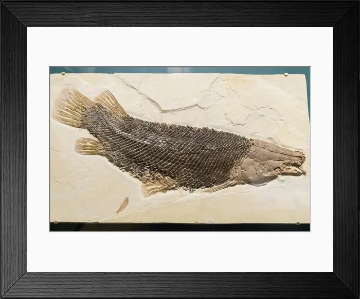 Framed Print : Fossil Gar fish (Lepisosteus simplex) with well preserved scales. Eocene age. The Field Museum. Chicago, Illinois, USA Framed Print : Fossil Gar fish (Lepisosteus simplex) with well preserved scales. Eocene age. The Field Museum. Chicago, Illinois, USA