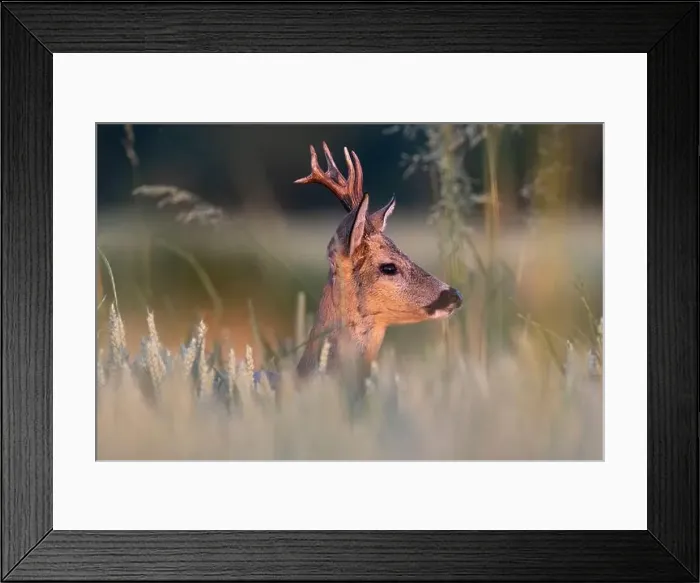 Framed Print : Roe deer (Capreolus capreolus), buck in a cereal field, Vosges, France Framed Print : Roe deer (Capreolus capreolus), buck in a cereal field, Vosges, France