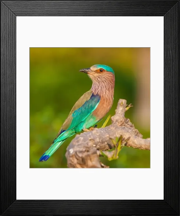 Framed Print : Asia. India. Indian Roller (Coracias benghalensis) at Bandhavgarh Tiger Reserve Framed Print : Asia. India. Indian Roller (Coracias benghalensis) at Bandhavgarh Tiger Reserve