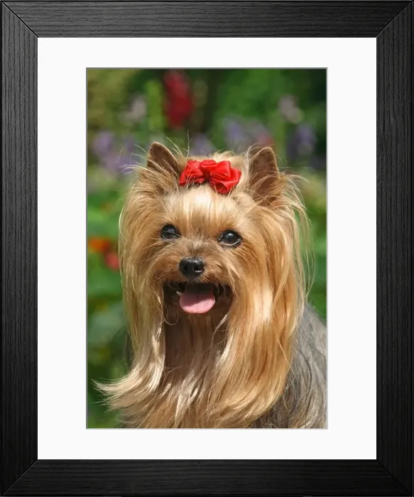 Framed Print : Yorkshire Terrier, female, 9 years old, portrait Framed Print : Yorkshire Terrier, female, 9 years old, portrait