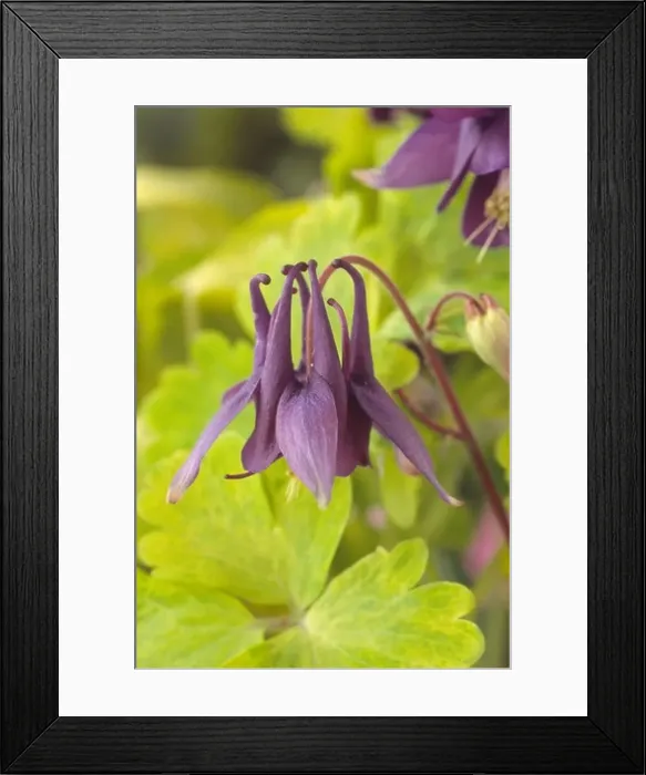 Framed Print : Aquilegia vulgaris Woodside Blue (Vervaeneana Group) (Columbine) Framed Print : Aquilegia vulgaris Woodside Blue (Vervaeneana Group) (Columbine)