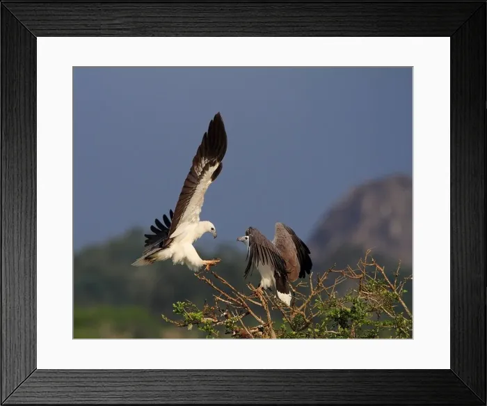 Framed Print : While Bellied Sea Eagles of Sri Lanka Framed Print : While Bellied Sea Eagles of Sri Lanka