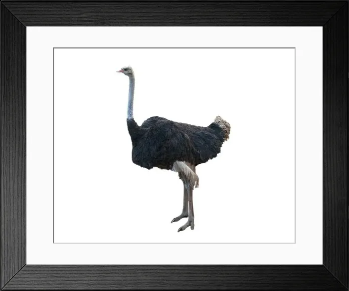 Framed Print : The common ostrich is a species of large flightless bird native to certain large areas of Africa in the order Framed Print : The common ostrich is a species of large flightless bird native to certain large areas of Africa in the order