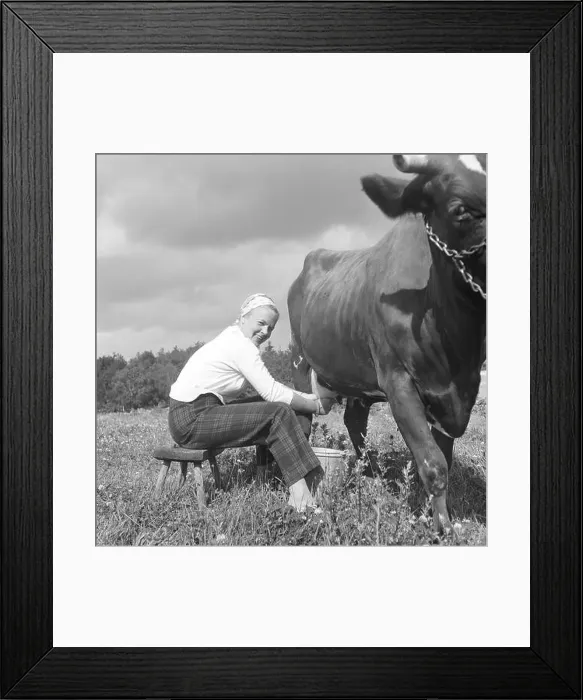 Framed Print : In the 1950s. A woman is milking a cow. Sweden 1958. Kristoffersson ref CA50-2 Framed Print : In the 1950s. A woman is milking a cow. Sweden 1958. Kristoffersson ref CA50-2