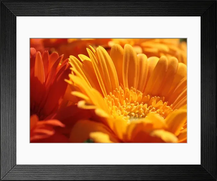 Framed Print : Close up of several orange gerbera flowers Framed Print : Close up of several orange gerbera flowers