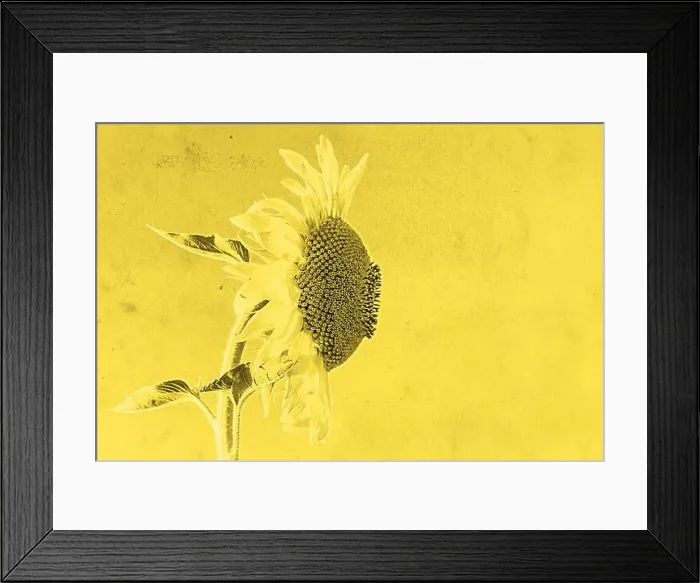 Framed Print : sunflower on yellow background