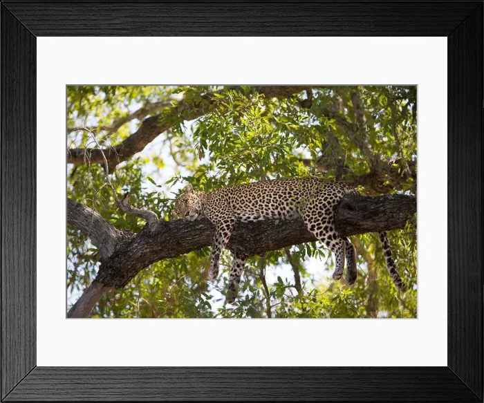 Framed Print : Leopard sleeping peacefully on a branch in a shady Jackalberry tree Framed Print : Leopard sleeping peacefully on a branch in a shady Jackalberry tree