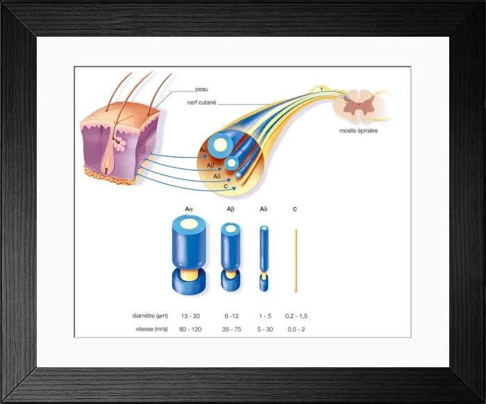 Framed Print : NERVE FIBER, DRAWING Framed Print : NERVE FIBER, DRAWING