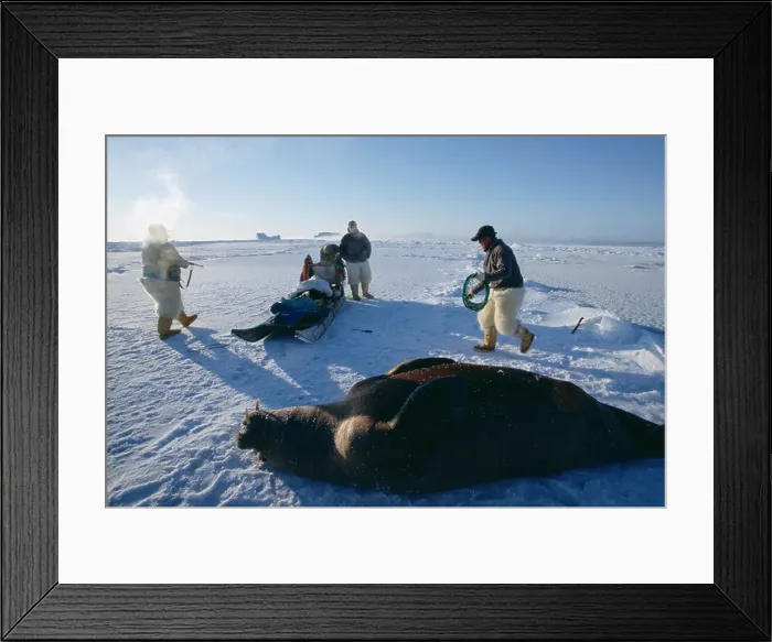 Framed Print : Inuit hunters prepare to butcher an 800 pound walrus Framed Print : Inuit hunters prepare to butcher an 800 pound walrus