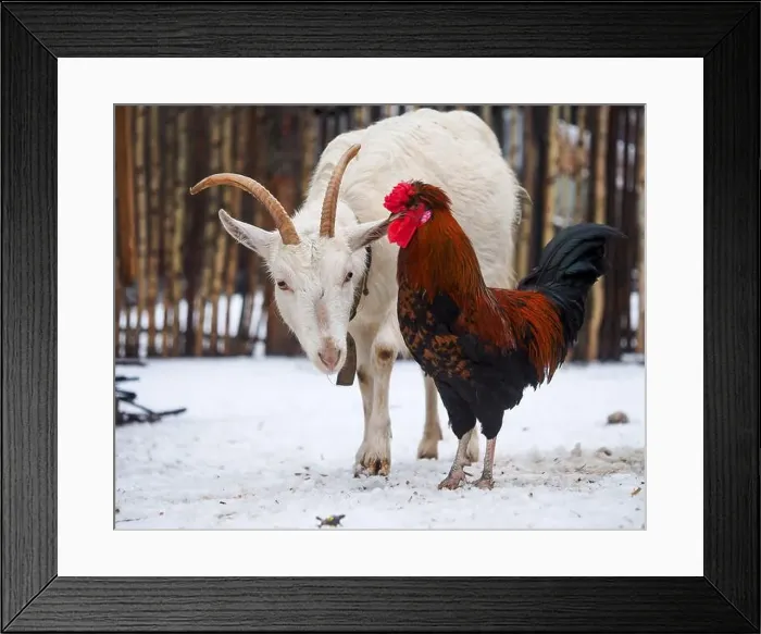 Framed Print : The rooster and the goat in the paddock of a farm Framed Print : The rooster and the goat in the paddock of a farm