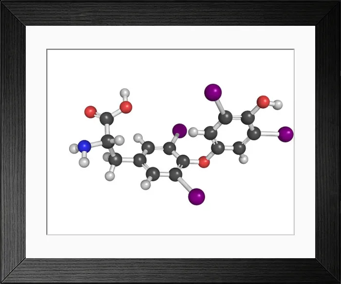 Framed Print : Thyroxine thyroid gland hormone molecule Framed Print : Thyroxine thyroid gland hormone molecule