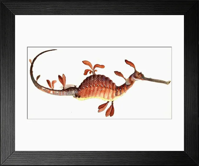 Framed Print : William Buelow Gould vintage fish illustration - Leafy sea dragon (mistitled) Framed Print : William Buelow Gould vintage fish illustration - Leafy sea dragon (mistitled)