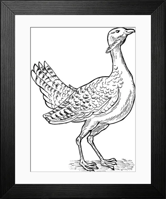 Framed Print : hand sketch drawing illustration of the Great bustard bird