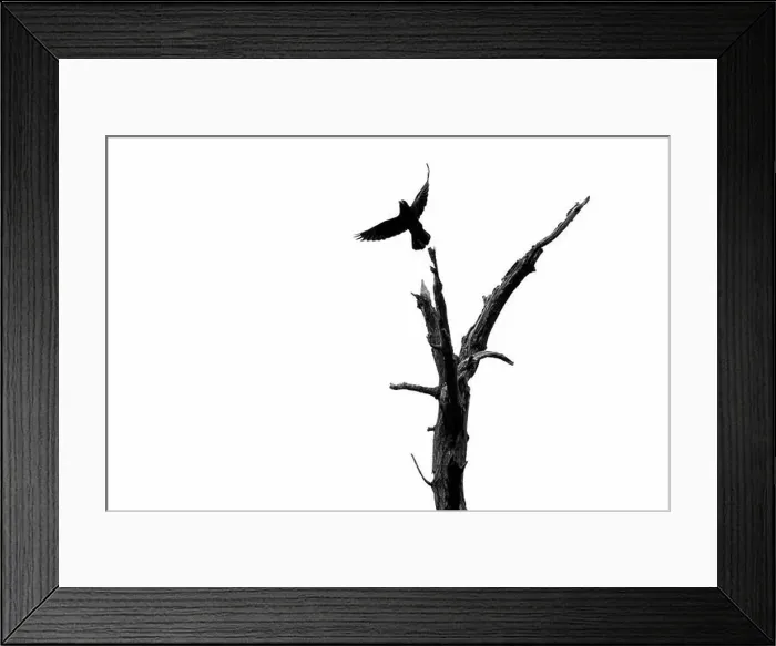 Framed Print : A young crow launches itself from a dead tree. London, UK Framed Print : A young crow launches itself from a dead tree. London, UK