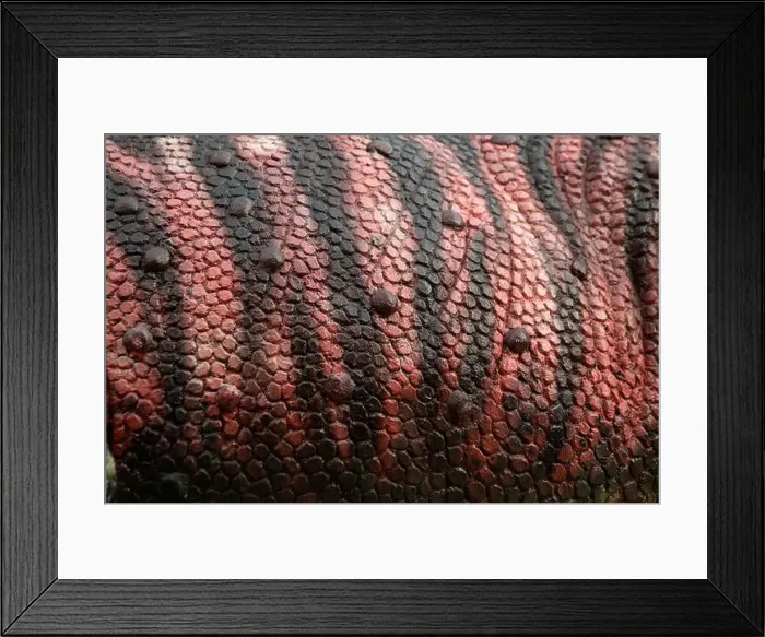 Framed Print : Close up to Colorful and patterns of dinosaur skin model surfaces created with cement Framed Print : Close up to Colorful and patterns of dinosaur skin model surfaces created with cement