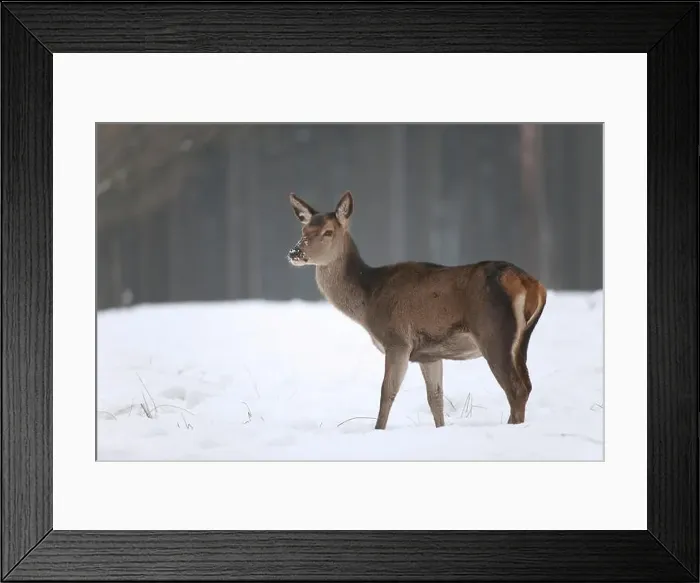 Framed Print : Red Deer (Cervus elaphus), hind in its winter coat standing in snow, captive, Saxony, Germany Framed Print : Red Deer (Cervus elaphus), hind in its winter coat standing in snow, captive, Saxony, Germany