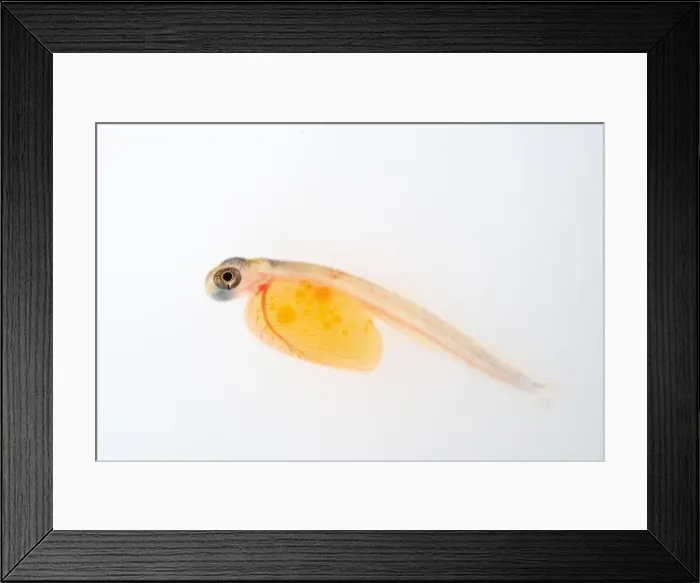 Framed Print : Brown trout alevin in lancashire fish farm Framed Print : Brown trout alevin in lancashire fish farm