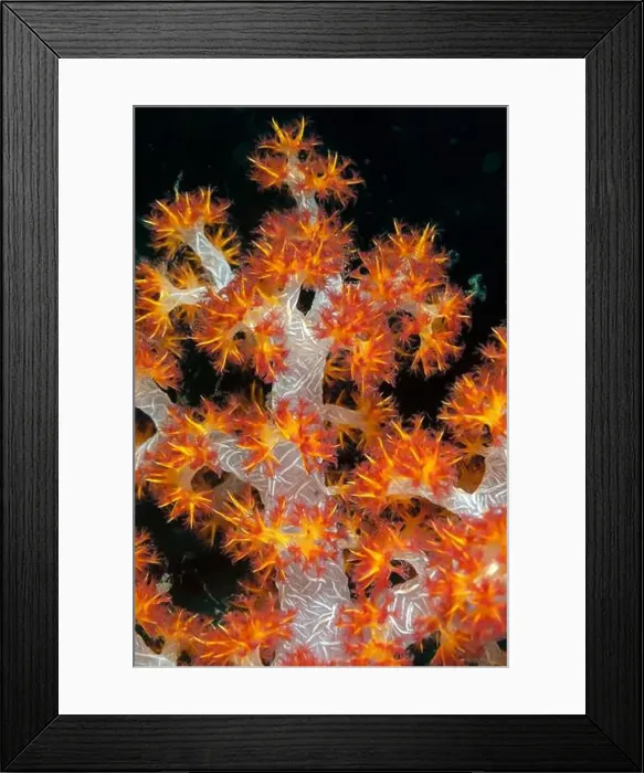 Framed Print : Carnation Coral, Dendronephthya sp, West Ridge dive site, Sipadan island, Sabah, Malaysia, Celebes Sea Framed Print : Carnation Coral, Dendronephthya sp, West Ridge dive site, Sipadan island, Sabah, Malaysia, Celebes Sea