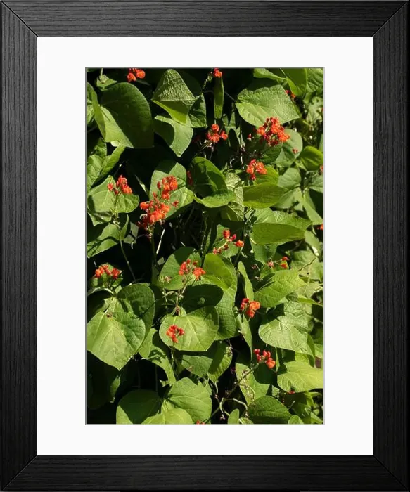 Framed Print : Runner Bean (firelight) growing in a garden setting Framed Print : Runner Bean (firelight) growing in a garden setting