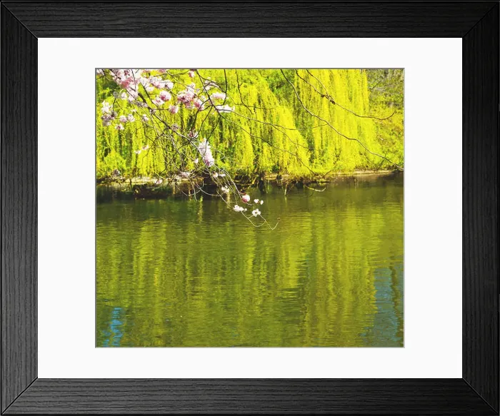 Framed Print : in london park the pink tree and blossom flowers natural Framed Print : in london park the pink tree and blossom flowers natural
