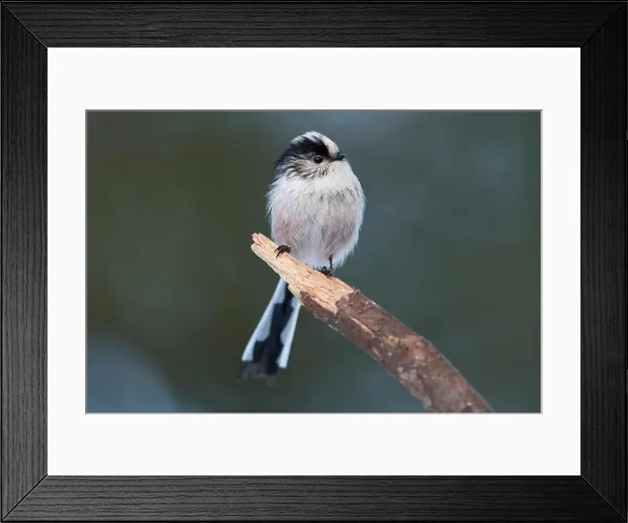 Framed Print : An adult Long-tailed tit (Aegithalos caudatus) close up while perched, garden, Scotland, UK Framed Print : An adult Long-tailed tit (Aegithalos caudatus) close up while perched, garden, Scotland, UK
