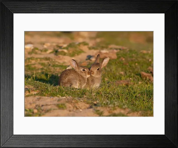 Framed Print : Young rabbits sit in low evening sun nuzzling each other, New Forest, Hampshire, England, UK Framed Print : Young rabbits sit in low evening sun nuzzling each other, New Forest, Hampshire, England, UK