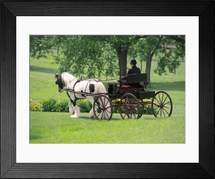 Framed Print : Gypsy Vanner Horse stallion being driven by young male whip Framed Print : Gypsy Vanner Horse stallion being driven by young male whip