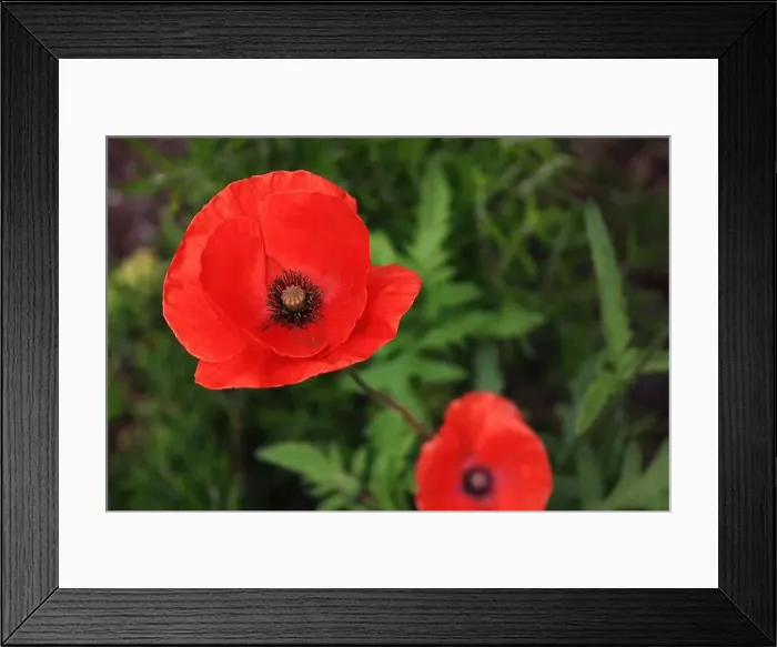 Framed Print : Two red poppies against a green background Framed Print : Two red poppies against a green background