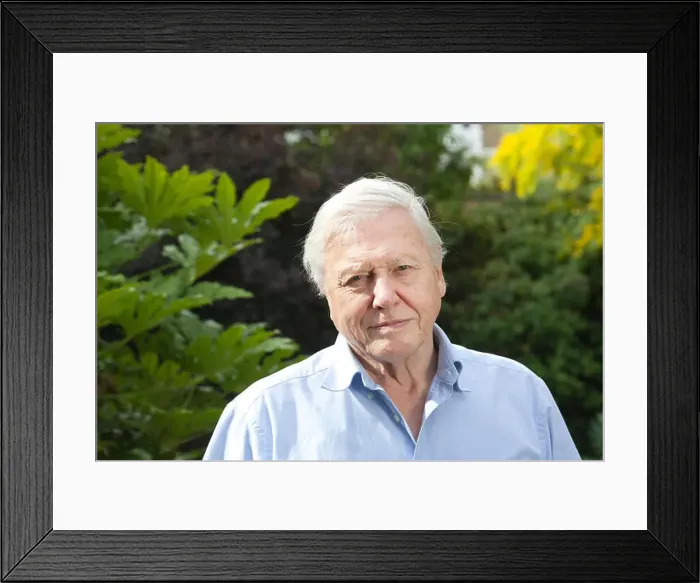 Framed Print : Sir David Attenborough, English broadcaster and naturalist Framed Print : Sir David Attenborough, English broadcaster and naturalist