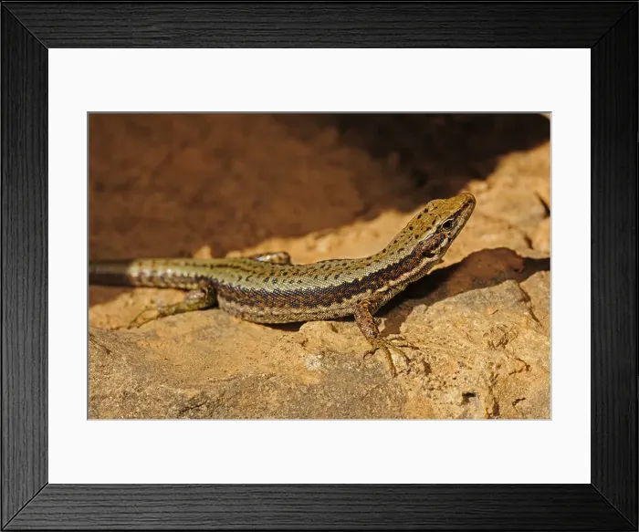Framed Print : Horvath's rock lizard (Lacerta horvathi) Framed Print : Horvath's rock lizard (Lacerta horvathi)