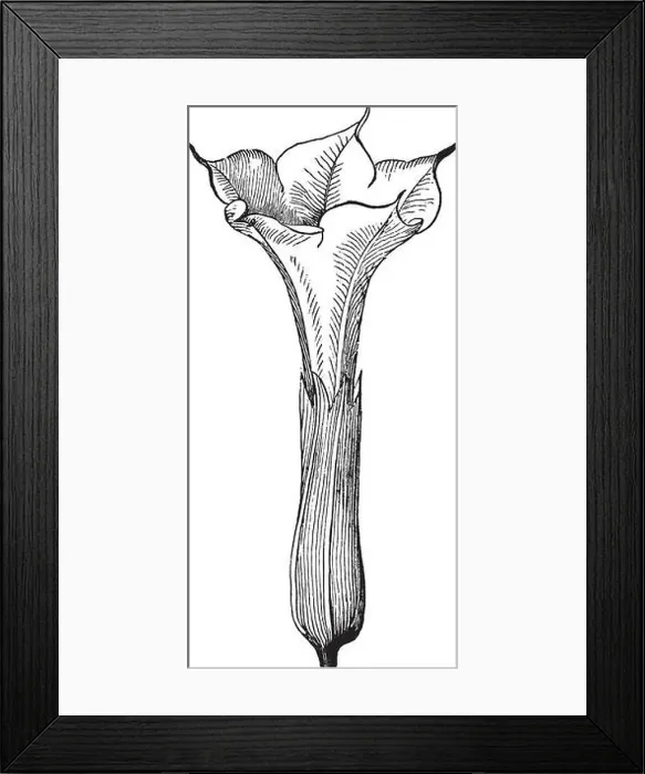 Framed Print : A picture is showing Datura Stramonium Framed Print : A picture is showing Datura Stramonium