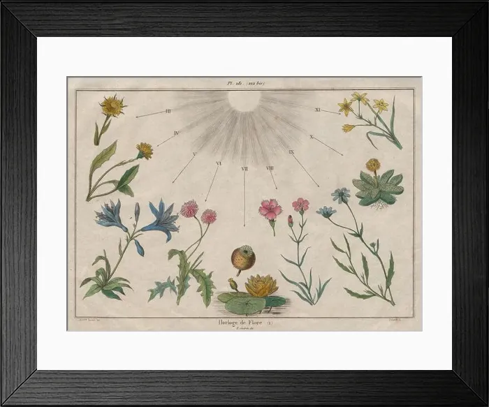Framed Print : LINNAEUS FLOWER CLOCK: Horloge de Flore I. Horologium Florae, old print 1833 Framed Print : LINNAEUS FLOWER CLOCK: Horloge de Flore I. Horologium Florae, old print 1833