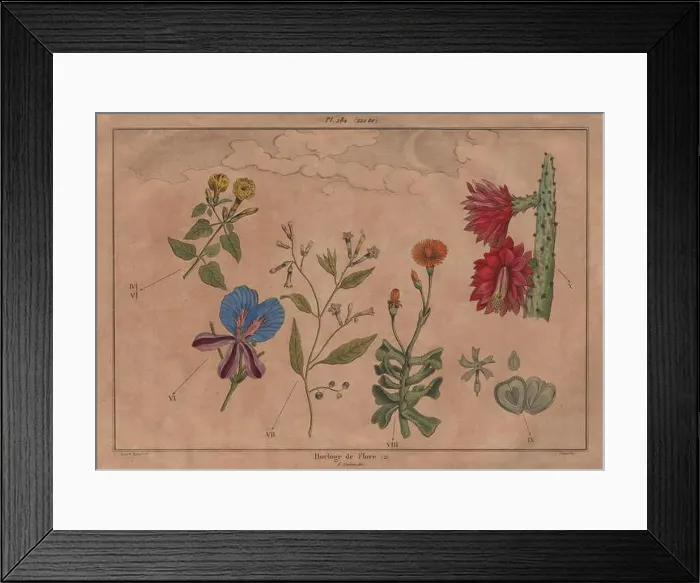 Framed Print : LINNAEUS FLOWER CLOCK: Horloge de Flore II. Horologium Florae, old print 1833 Framed Print : LINNAEUS FLOWER CLOCK: Horloge de Flore II. Horologium Florae, old print 1833