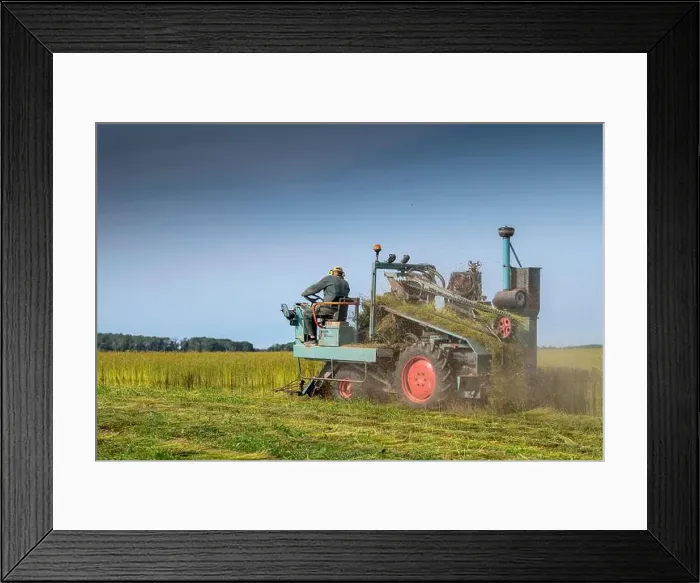Framed Print : Harvesting flax by grubbing in summer, Peuplingues, Pas-de-Calais, France Framed Print : Harvesting flax by grubbing in summer, Peuplingues, Pas-de-Calais, France