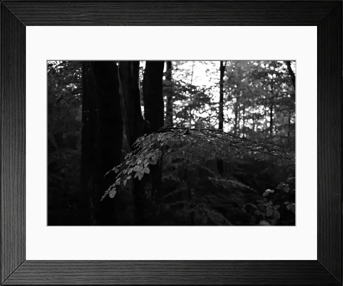 Framed Print : Förslöv, Skåne, Sweden. Oktober 9 2024. Hålehall hiking area Framed Print : Förslöv, Skåne, Sweden. Oktober 9 2024. Hålehall hiking area