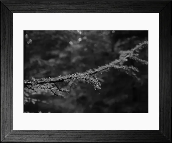Framed Print : Förslöv, Skåne, Sweden. Oktober 9 2024. Hålehall hiking area Framed Print : Förslöv, Skåne, Sweden. Oktober 9 2024. Hålehall hiking area