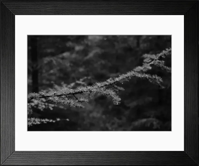 Framed Print : Förslöv, Skåne, Sweden. Oktober 9 2024. Hålehall hiking area Framed Print : Förslöv, Skåne, Sweden. Oktober 9 2024. Hålehall hiking area